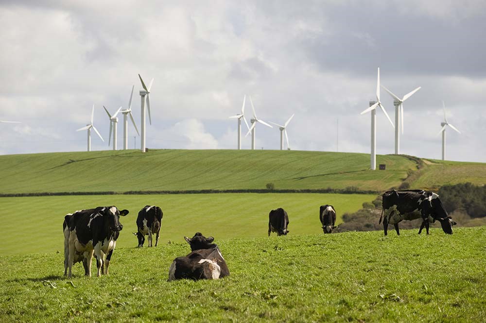 Image of cows and wind turbines