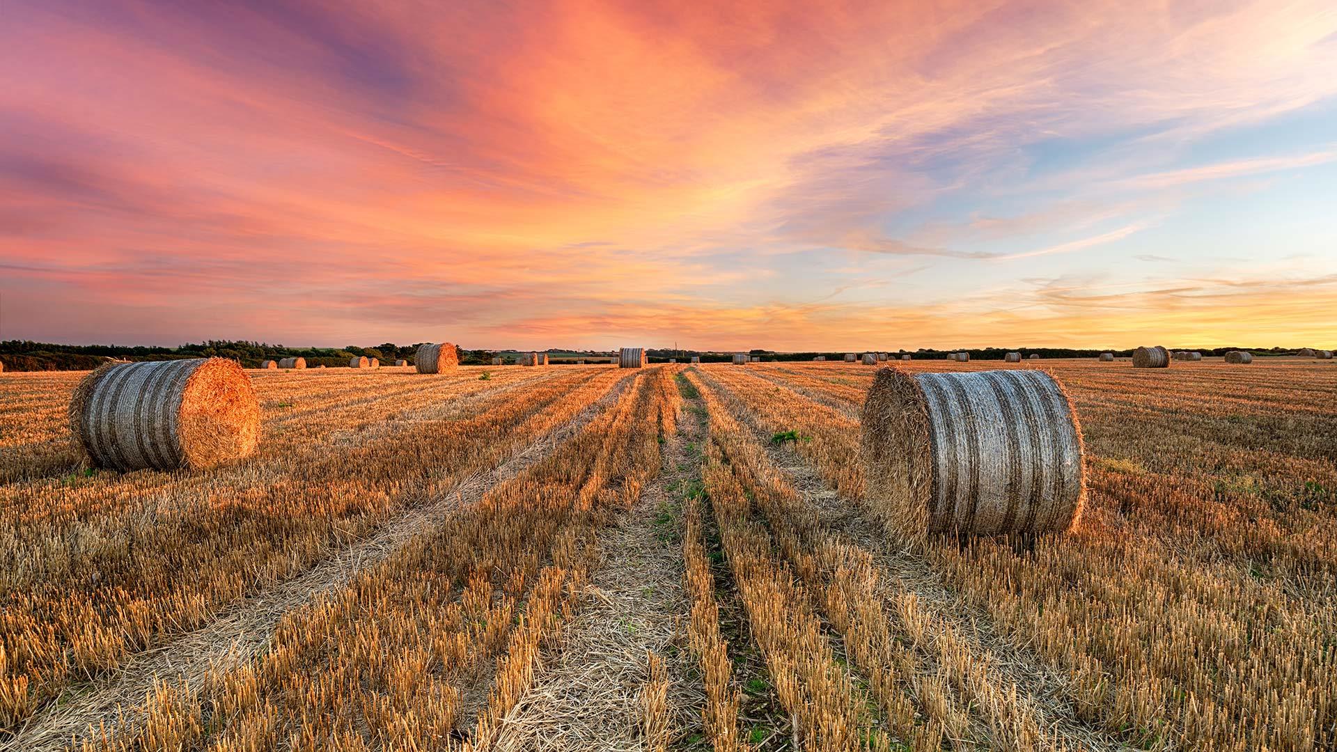 Free support to help farm businesses capitalise on post-BPS income opportunities