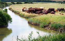 Adapting farm businesses amid economic and biosecurity challenges of bluetongue
