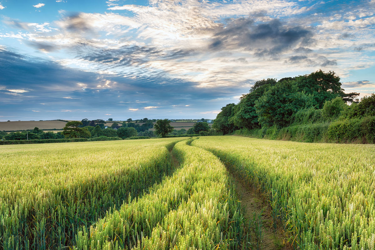 Where next for UK agriculture?