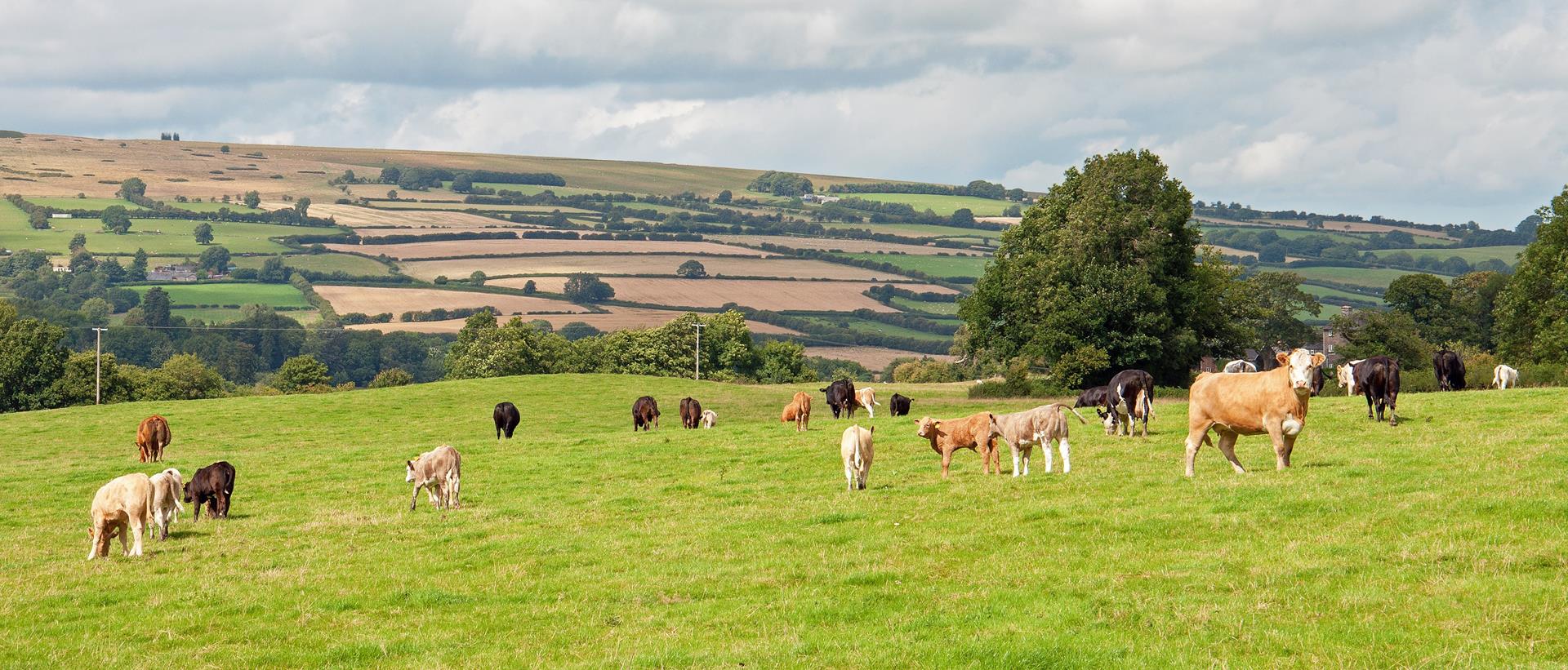 Agflation: the costly evolution of British farming