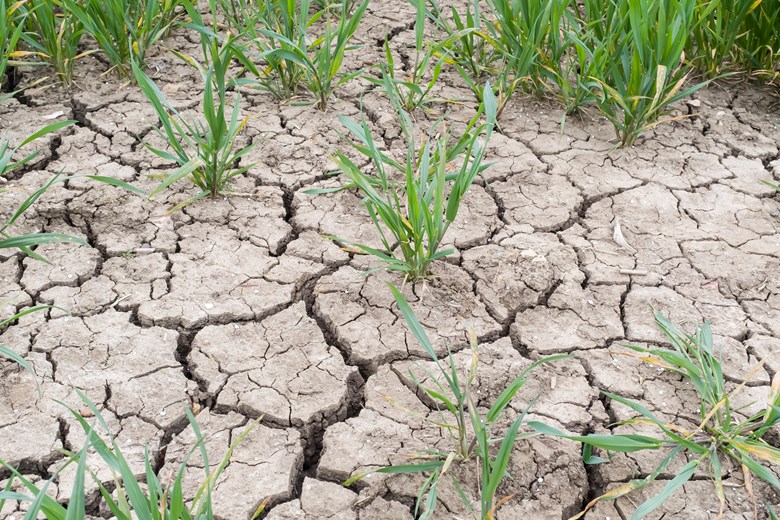 Drought in UK farms 2022
