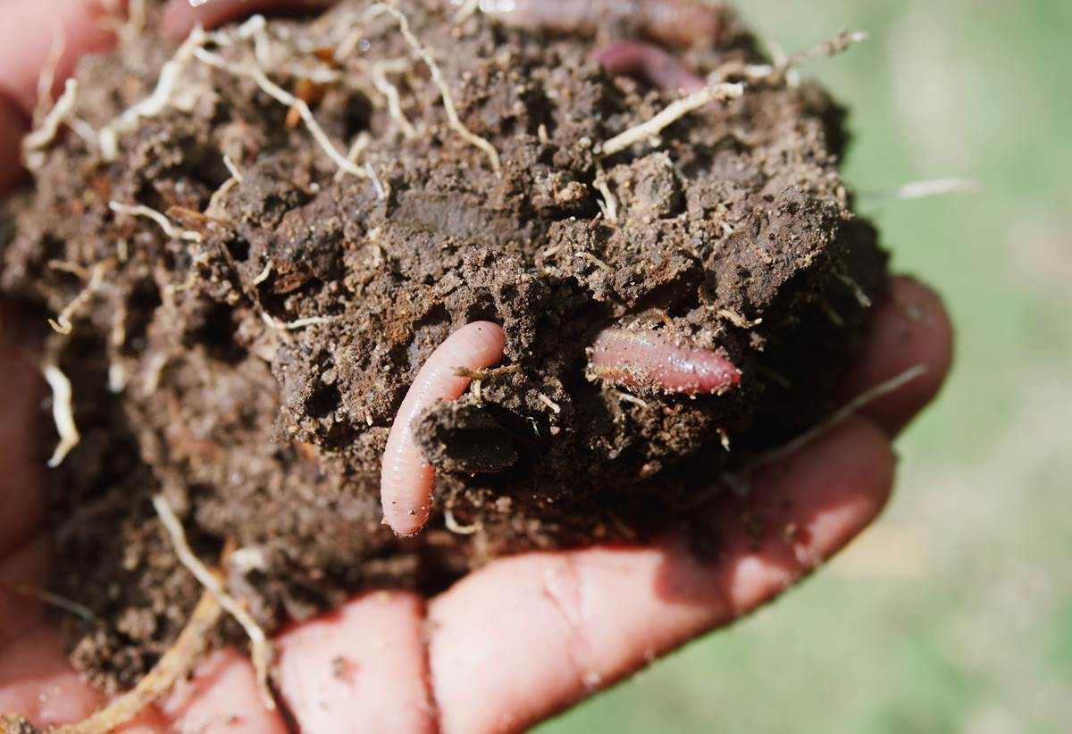 Hand with soil and worms