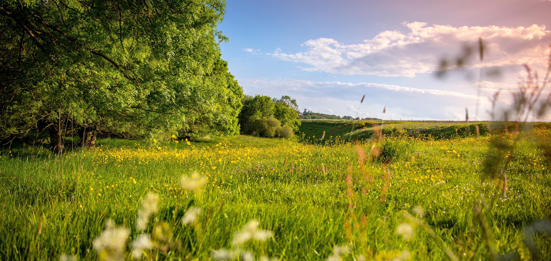 BNG offers new opportunities for landowners, land managers and developers