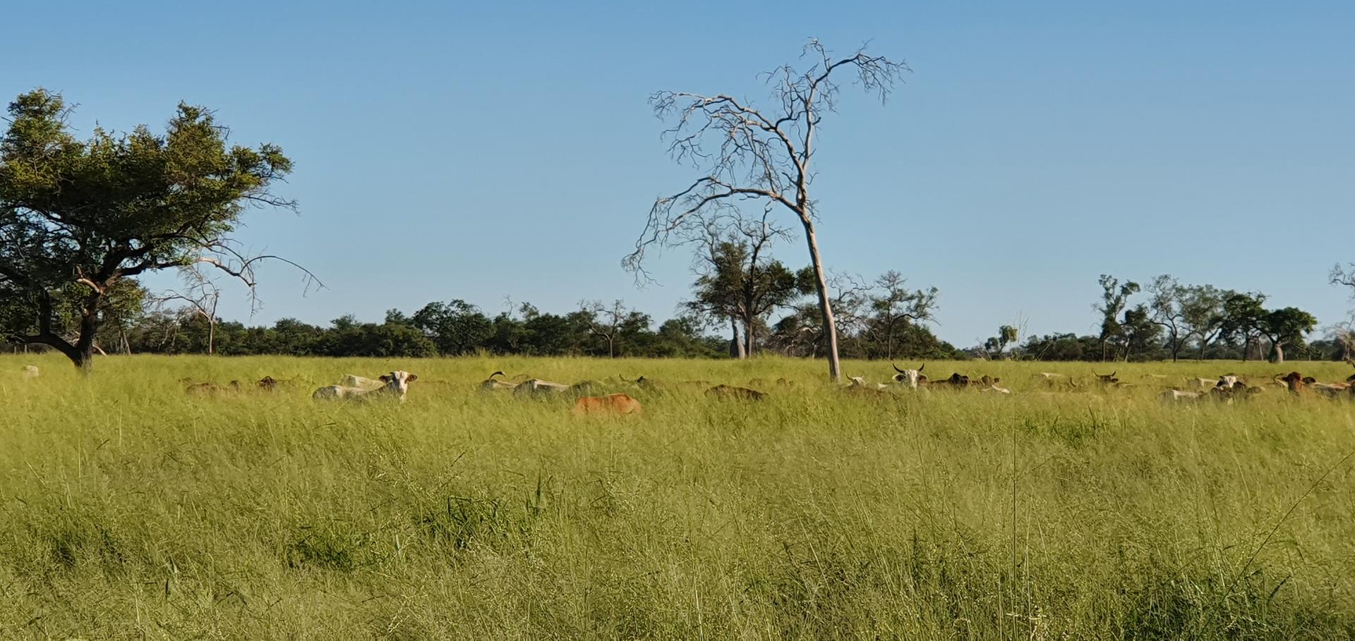 'Small but important first step in opening up higher value markets for Paraguay beef sector to the USA'