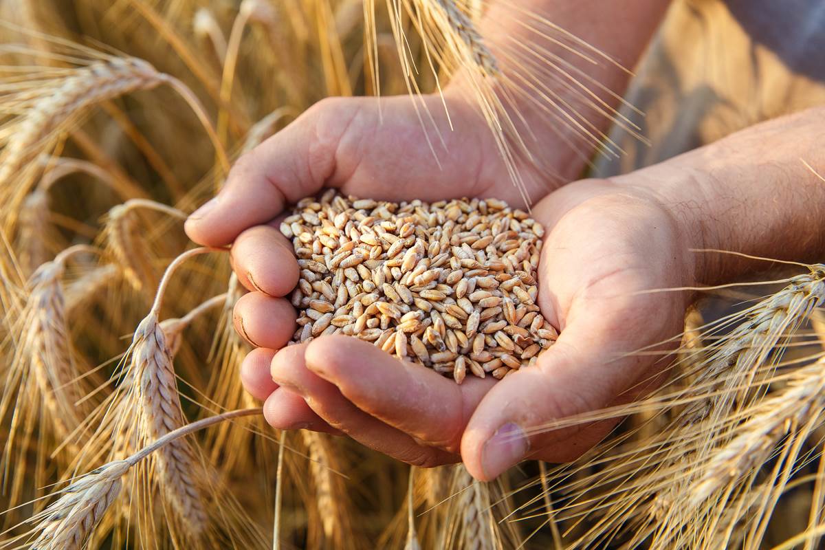 Grain in farmers hands