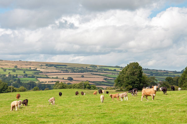 Agflation: the costly evolution of British farming