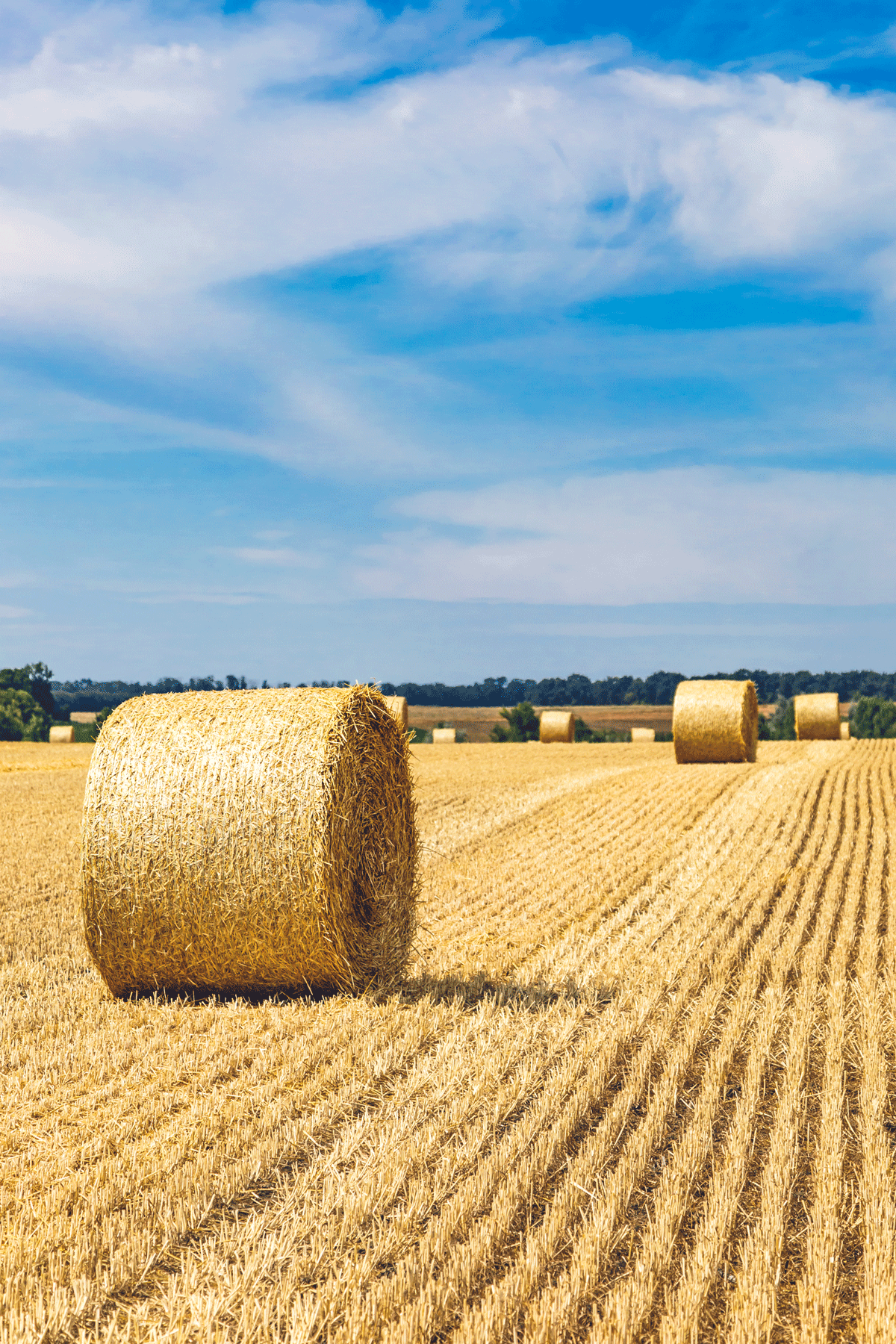 Agricultural Update  July - September 2026