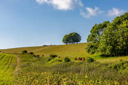 Quarterly Agricultural Update | April -June 2025