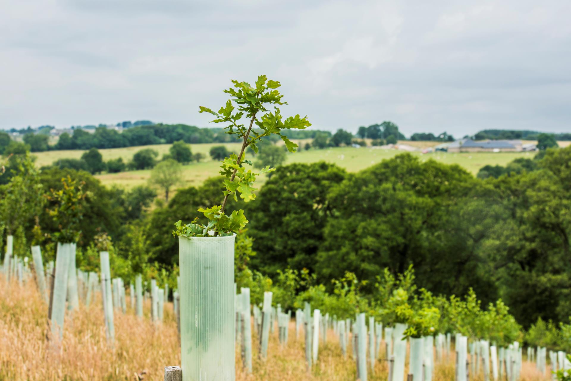 Woodland Carbon Guarantee (WCaG) – Delivering Long Term Income Security from Woodland Creation