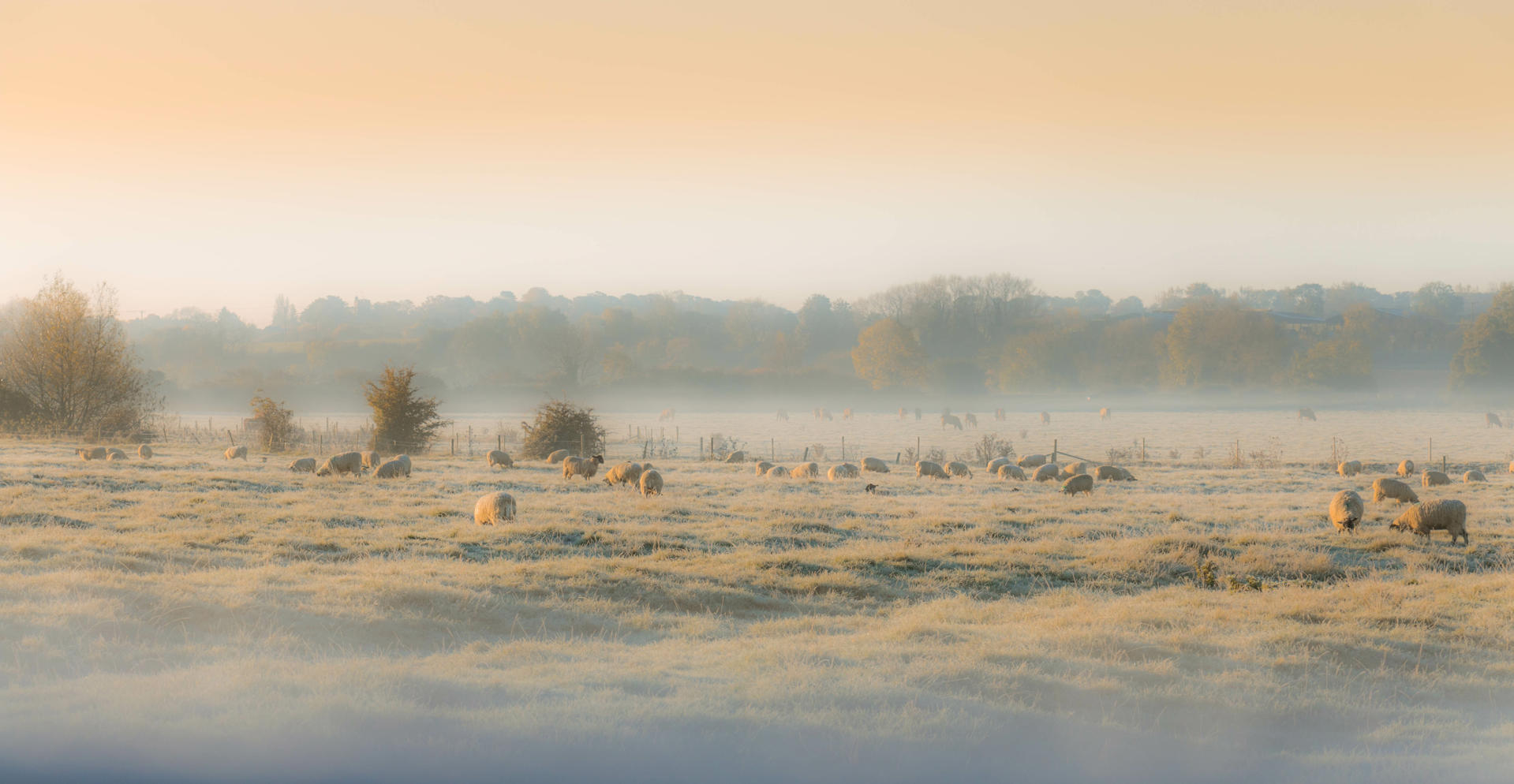 Quarterly Agricultural Update | Q3- Q4 2024