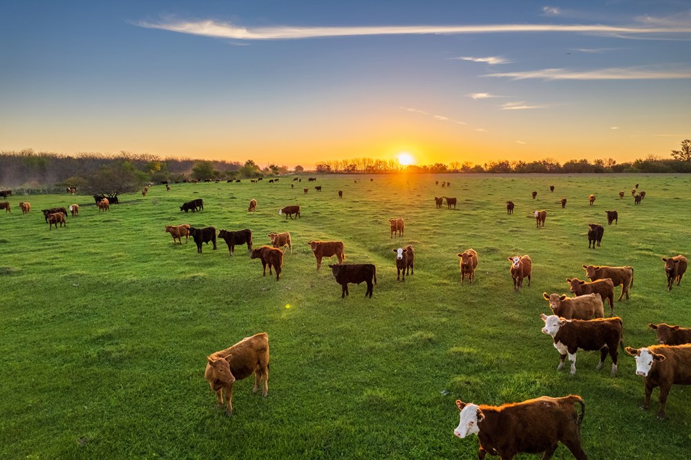 Cows in a field