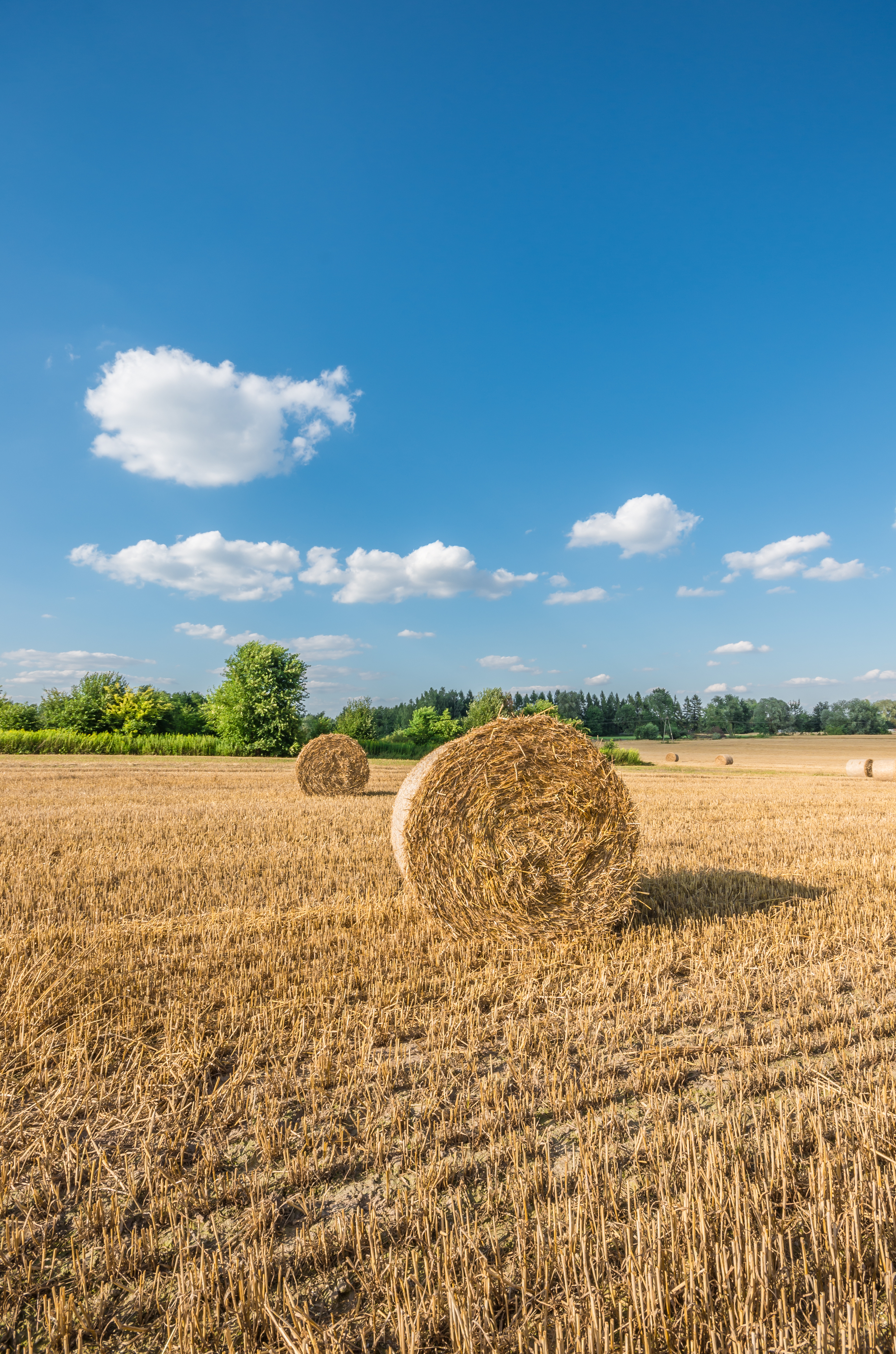 Agricultural Update July – September 2025