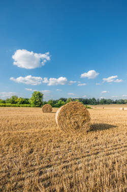 Agricultural Update July – September 2025