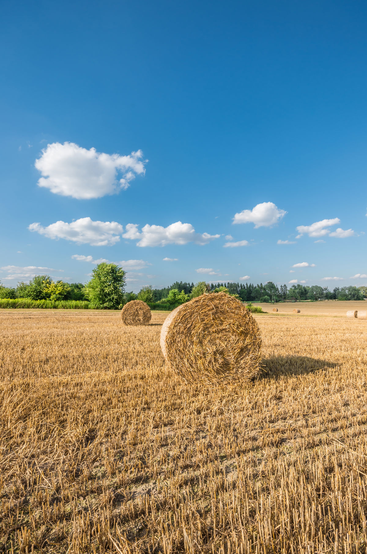 Agricultural Update July – September 2025