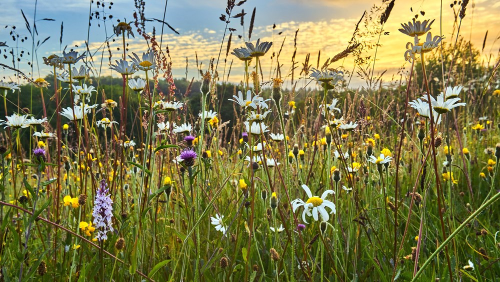 Wildflower mix