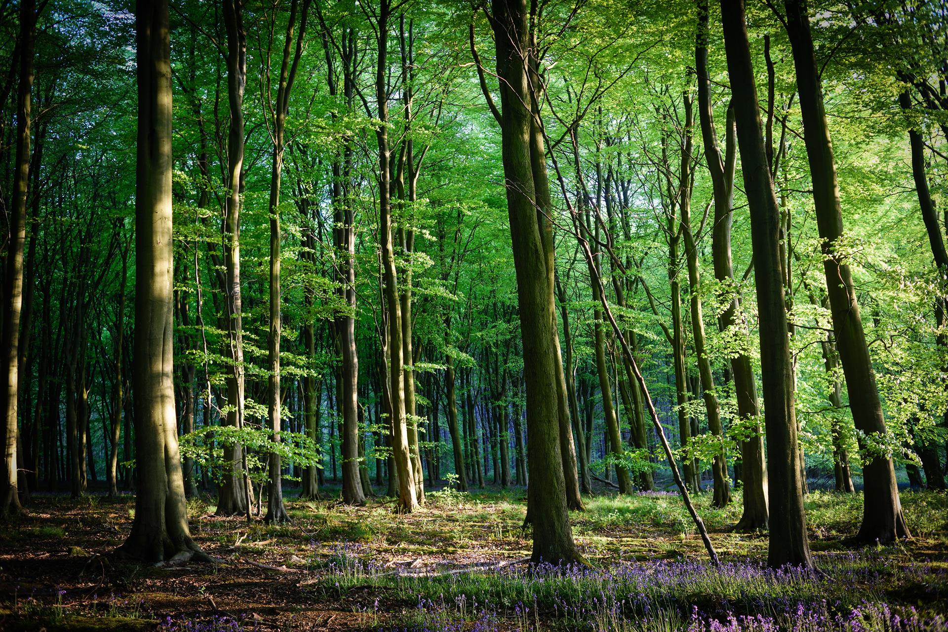 Free farm business and environmental audit for woodland creation
