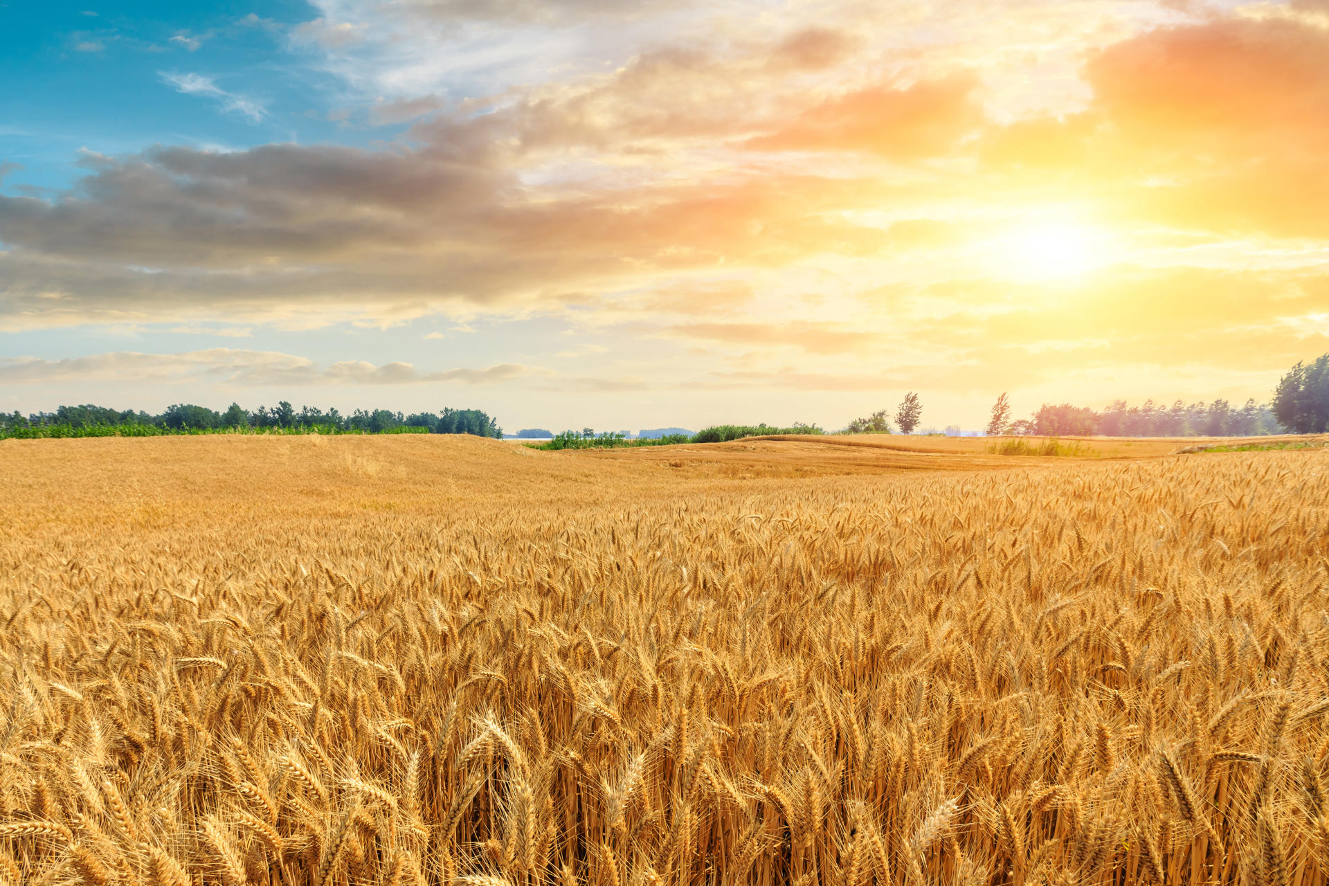 Pitfalls of regenerative agriculture