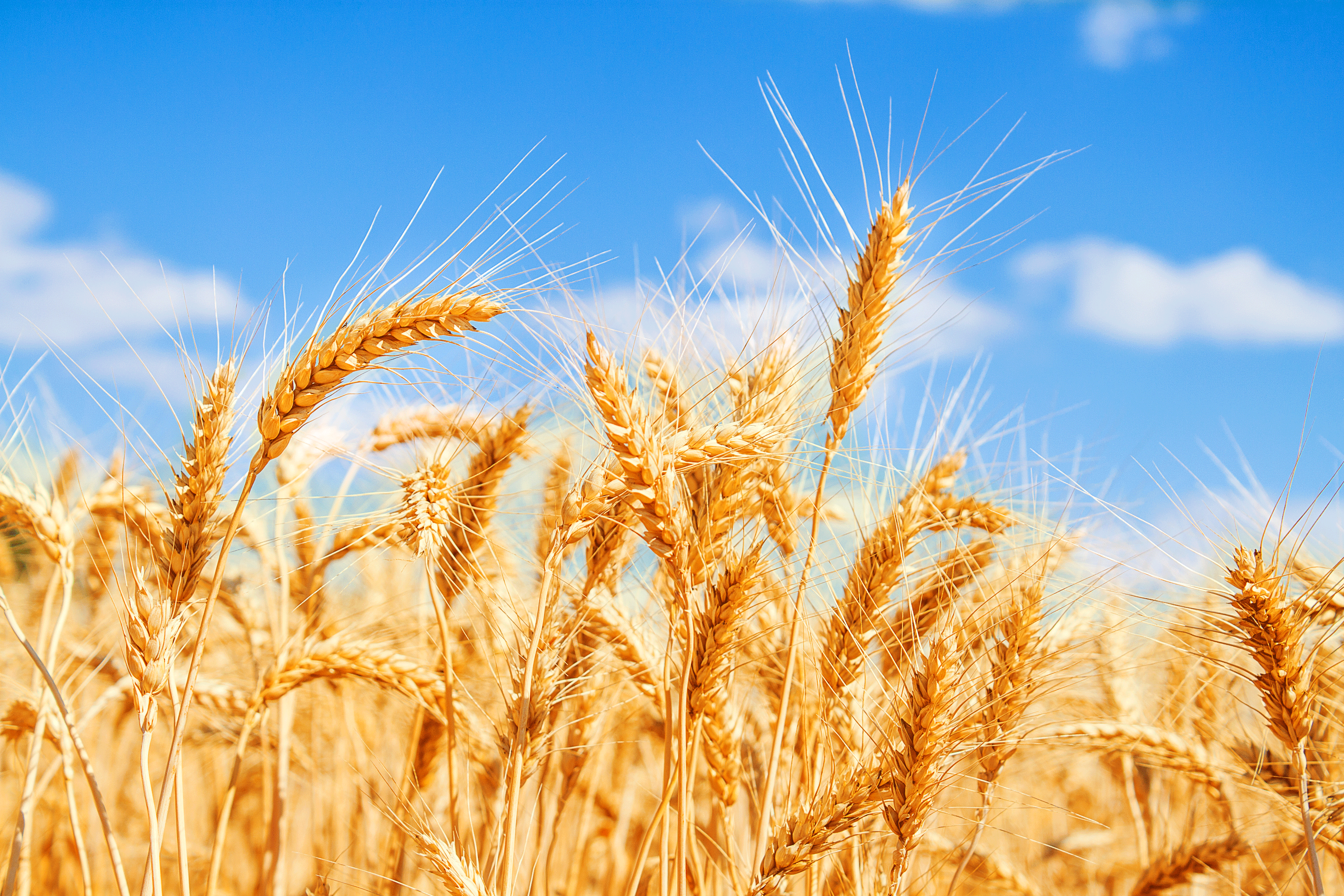 Agricultural Update  April - June 2026