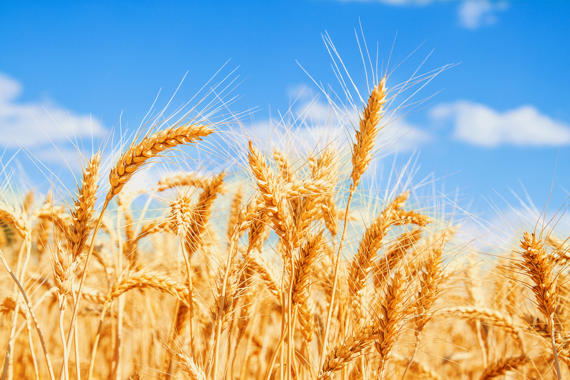 Agricultural Update  April - June 2026