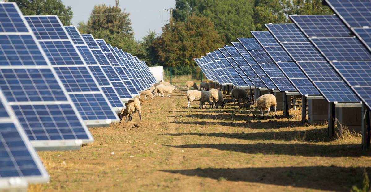 solar panels with sheep grazing