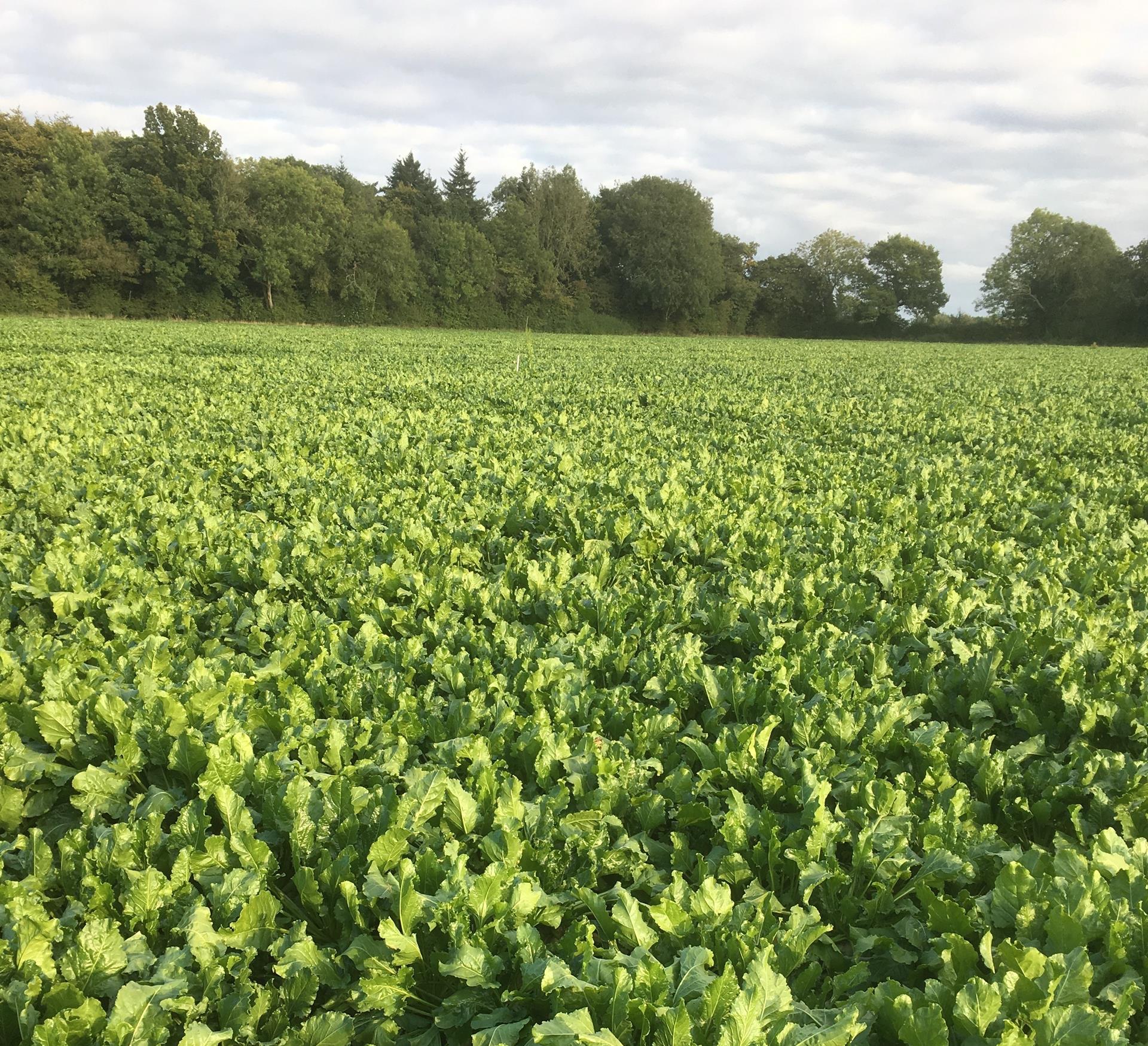 Landmark agreement for sugar beet growers