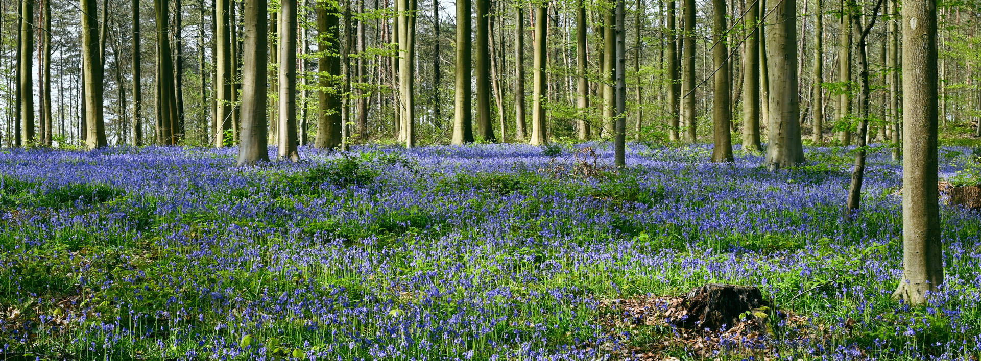 Defra Reimagines BNG for 2026: New Rules, Exemptions, and Opportunities