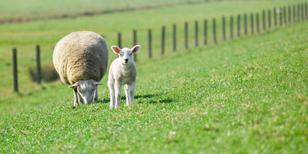 livestock sheep