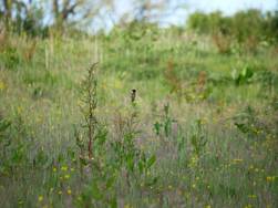 BNG offers new opportunities for landowners, land managers and developers