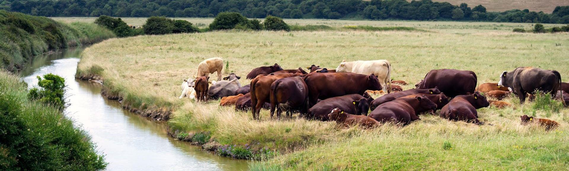 Adapting farm businesses amid economic and biosecurity challenges of bluetongue
