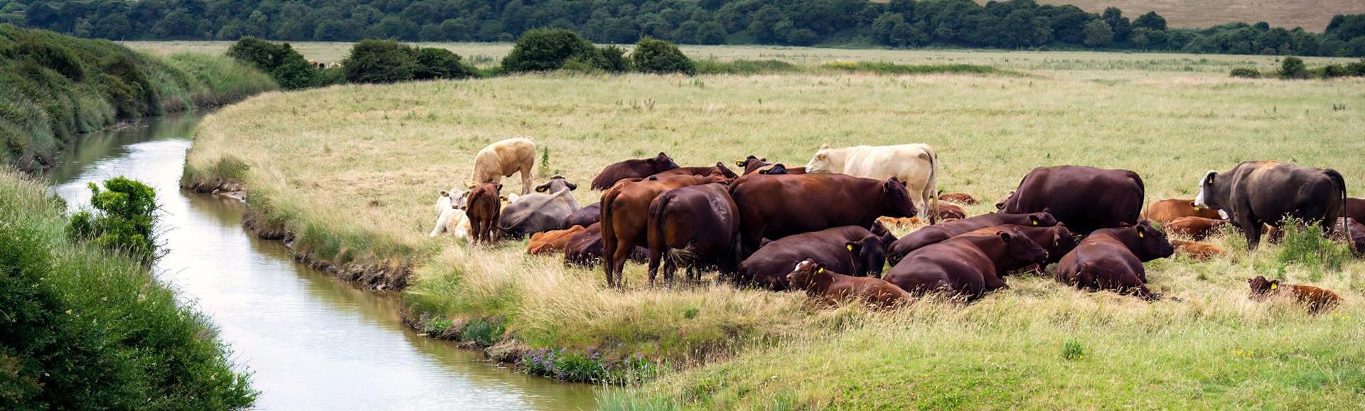 Adapting farm businesses amid economic and biosecurity challenges of bluetongue